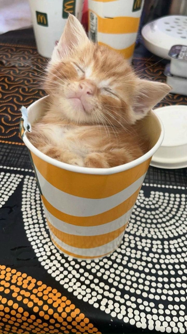 Один коттучино с собой, пожалуйста🥰