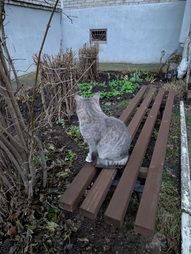 Найдено чьё - то домашнее чудо. Бегает во дворах домов у...