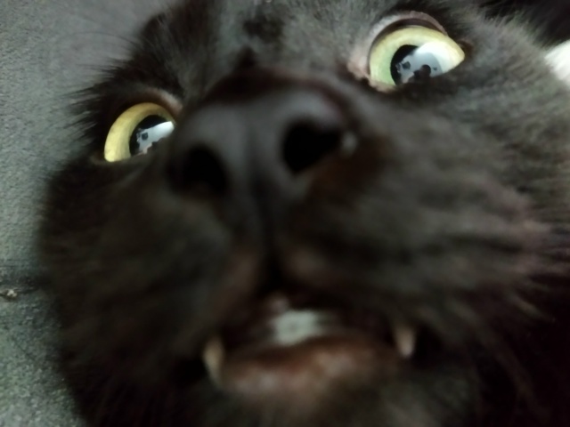 Смешной толстый чёрный кот смотреть бесплатно