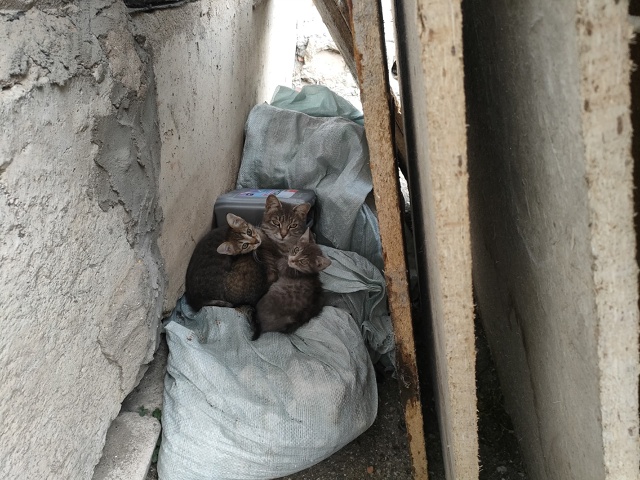 #иваново #приволжск #волгореченск
Приволжск.
Котята с ?...