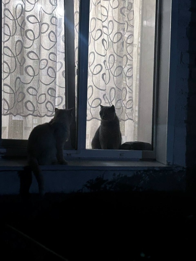 Кошачье свидание🐈‍⬛❤️
