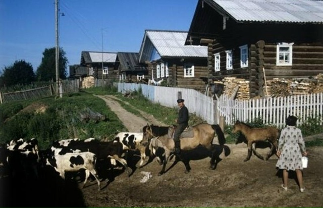 На фото утро в деревне в Вологодской области, июнь 1979 г?...