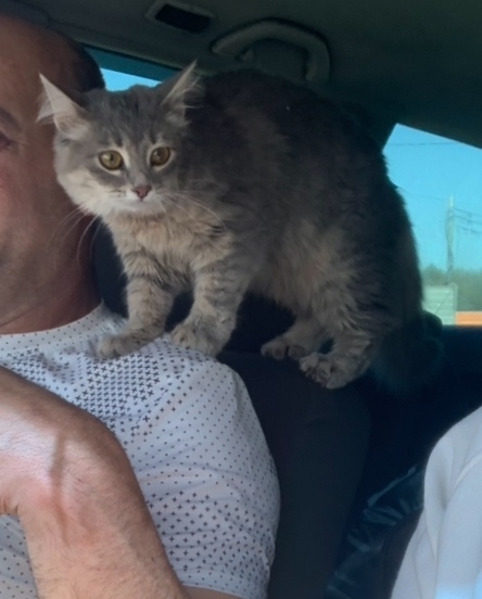 Потерялась кошка на улице Гогиберидзе, 6 месяцев, окрас...