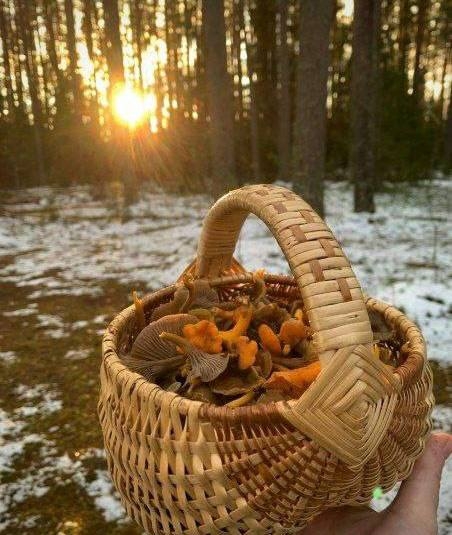 🍄‍ Снег не мешает петербуржцам собирать полные корзи...