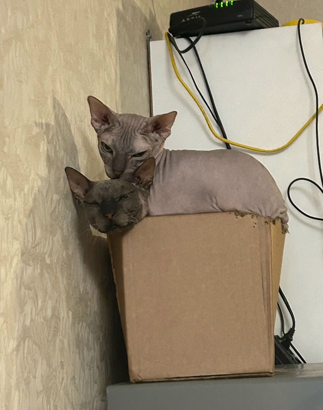 Всратые кроватные Груша ( с усами) и Киви