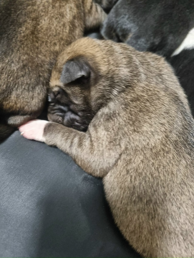 SOS!!!!
ПОМОГИТЕ!!!
Собака дворовая на Арбате , ощенила на у...