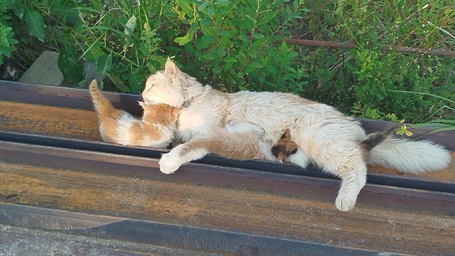Кому нужны котята от хорошей кошечки? ( бездомная сама, ...