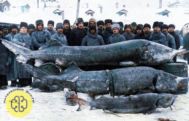 Белуга — это древняя и самая крупная пресноводная рыб?...