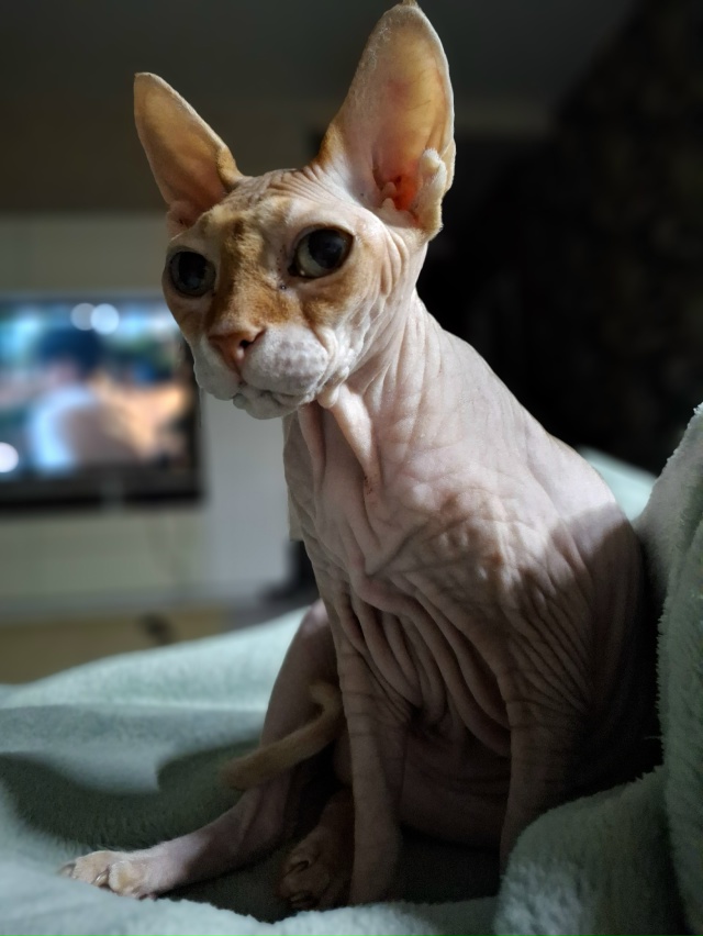 Старушка Цапа) скоро 16 лет) Мой деймон, ни на шаг не отхо...