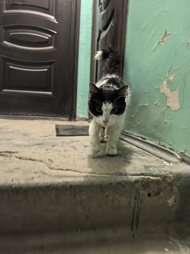 27.07.2025—замечена в 22:35, на ул.Скоринина 6, в районе 6 дома
?...