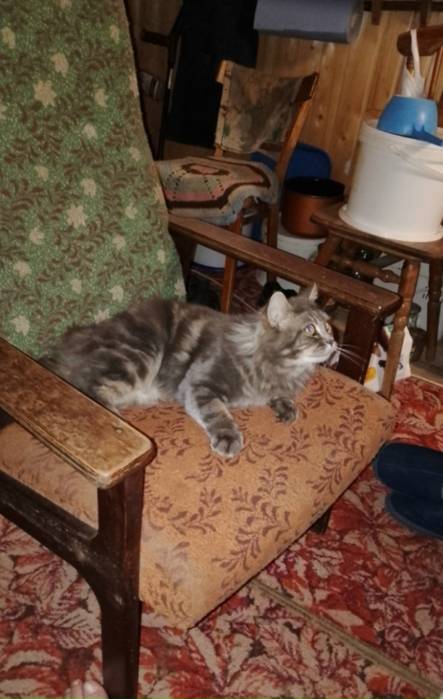 Царь, как и полагается, на своем месте.
Кошка Филя, и как...