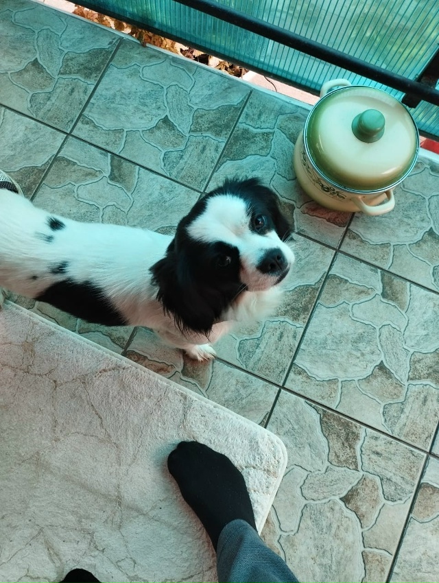 Срочно ищу старых или новых хозяев. Прибилась ко мне во...