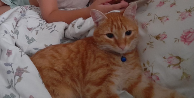 Пропал котик пять дней назад в районе ул. Ферина был в с...