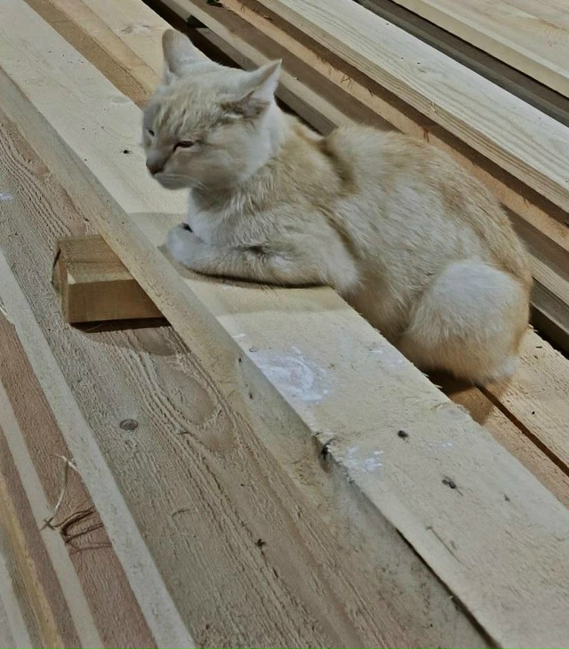 Знаете, очень хочу познакомить вас с Савелием. Он работ...