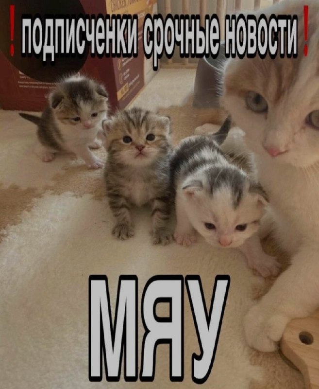 Ночная подборочка
Спать, режим