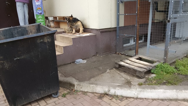 Несколько лет собака Дина живёт у магазина Юбилейный. ?...