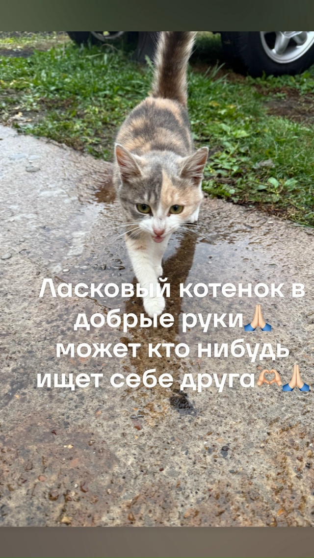 Ласковый котенок в добрые руки. Прибилась к нашему дом?...