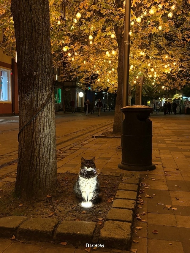 В Зеленоградске впервые заметила, что коты обожают гре...