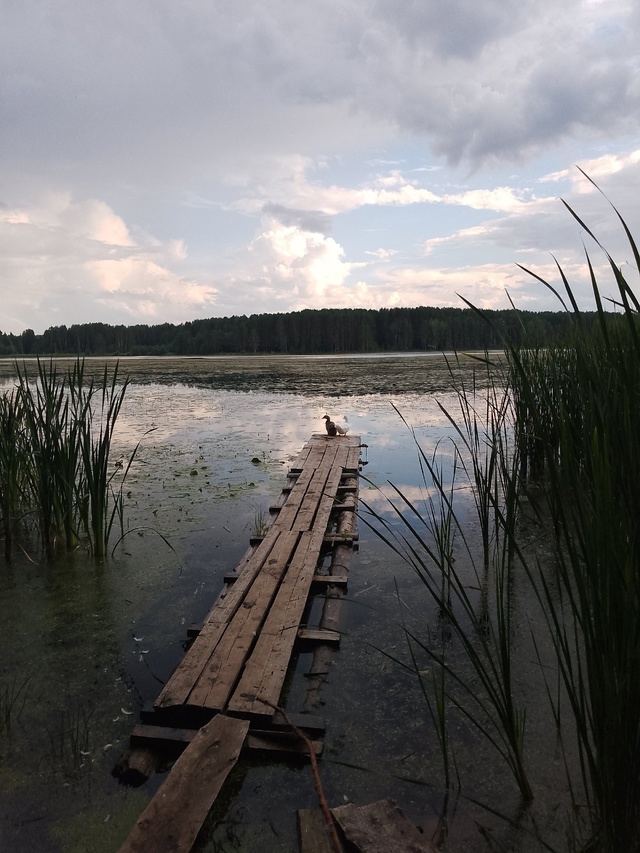 Пруд в Верещагинском районе. Перед дождём!
автор фото ?...