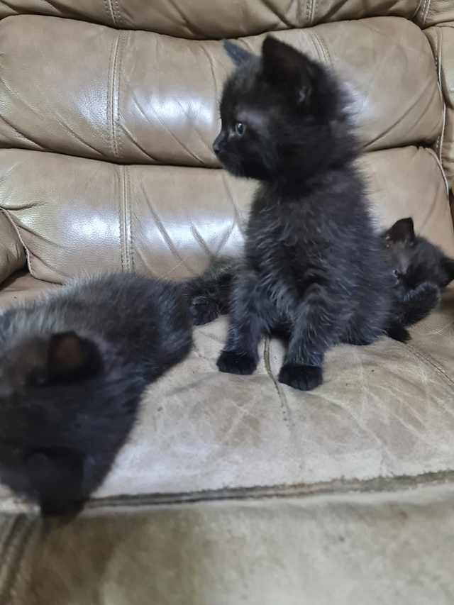 Котята в добрые руки.