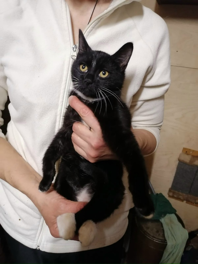 ❓?Может кто возьмет этого котика на доживание? Видно,...