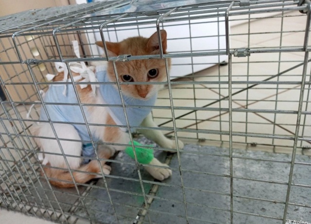 Крик души!Кошечки в срочном порядке ищут себе дом!!!!
Ко?...
