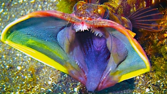 Щучья морская собачка - живое существо с пастью 