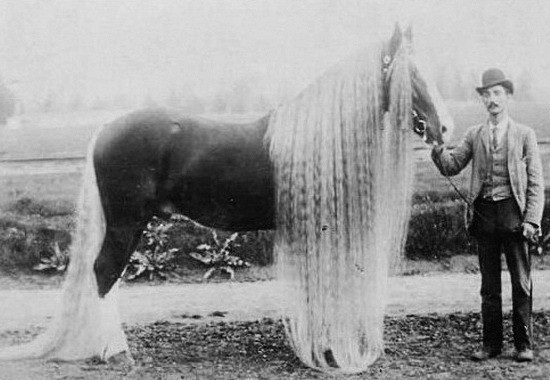 Линус - самая длинногривая и длиннохвостая лошадь в ми?...