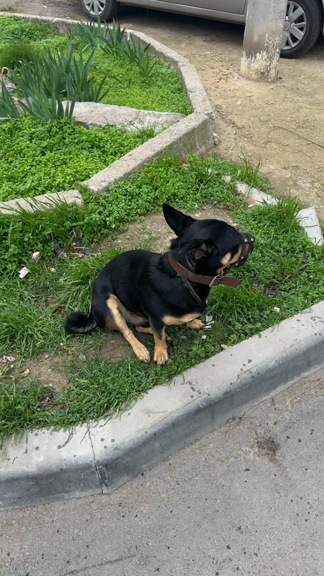 Чей потеряшка? Бегает на пр. Победы , 38