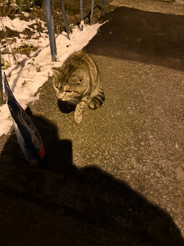 Может кто- то узнает , кот или кошка, вислоухий , бродит ?...