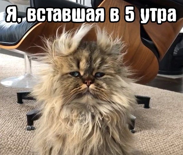 Я в любое утреннее время так выгляжу😅