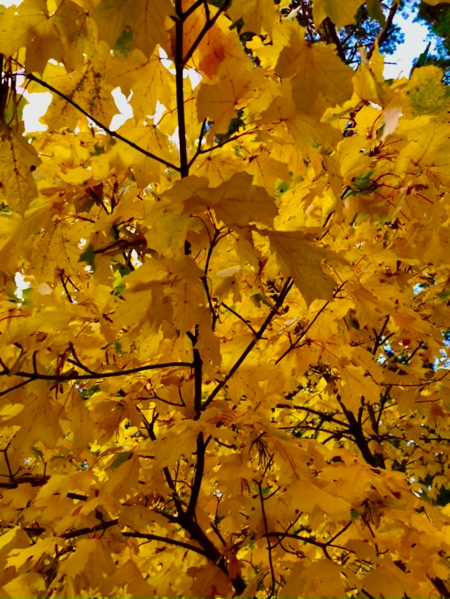 Осень в Протвино 🍁🍁🍁