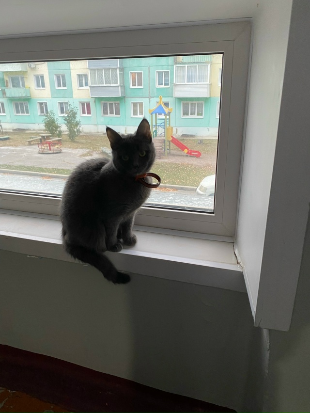 Добрый день! Может, кто-то потерял котика? Находится по ...