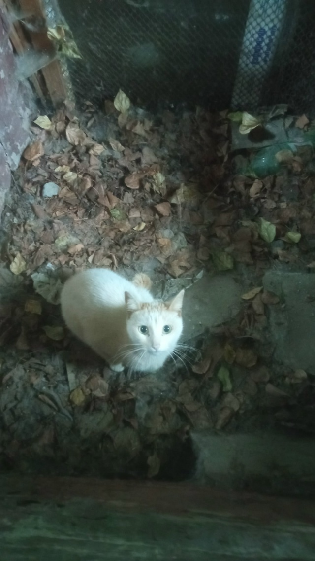 Может кто то потерял кота или кошечку , найдена сегодн?...