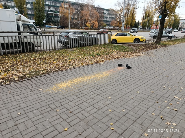 Странные люди сыпят пшено прямо на тротуар и не думают ...