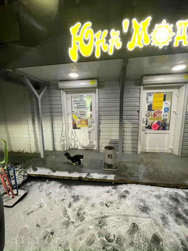 Кто потерял кошку? Улица космонавтов 41, возле детского ...