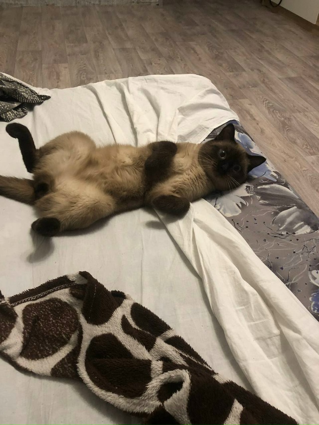 Пропал кот на Ленина 47 ,отвлекается на имя Вася ,если кт...