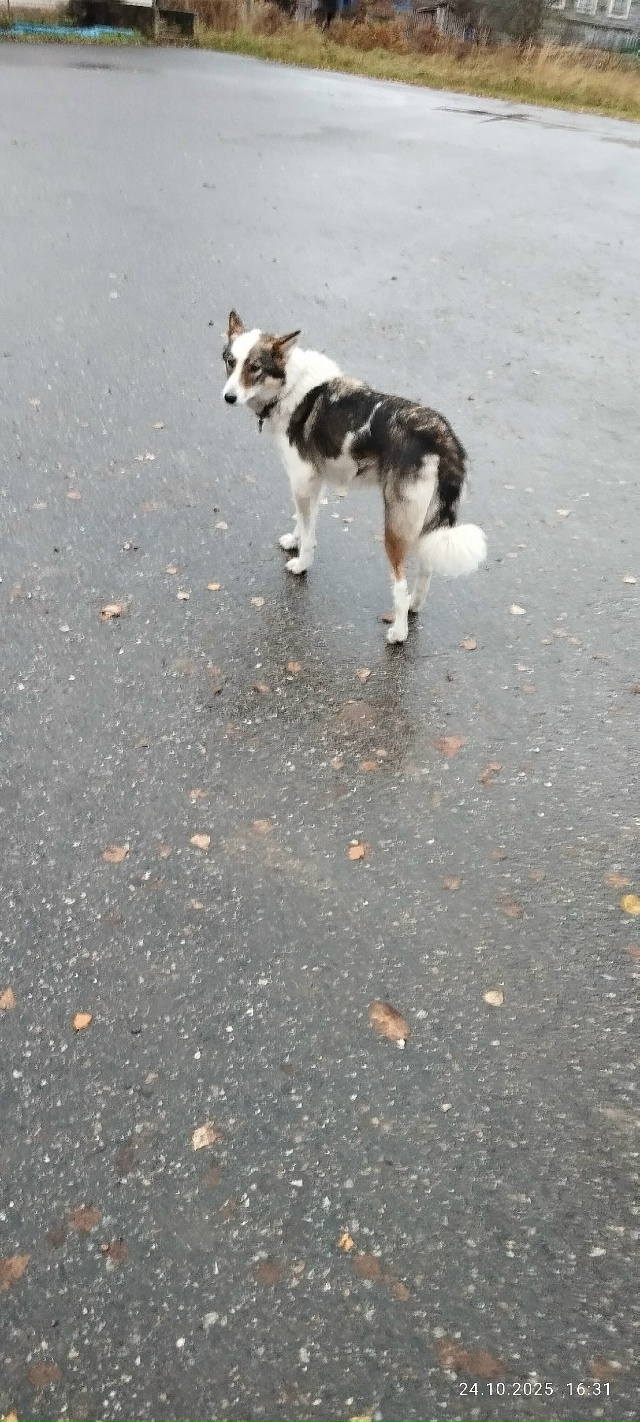 В деревне Завод, со слов бабушек со среды бегает собачк...