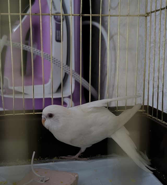 🆘
Потерялся попугайчик альбинос с районе Мушникова 23 ...