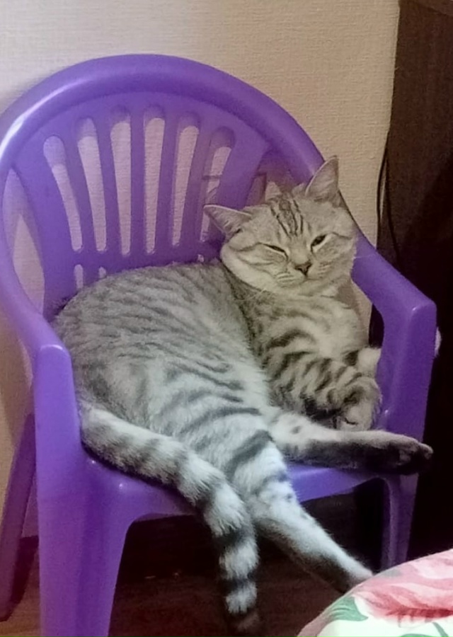 Пропал кот. Если кто-нибудь увидит, сообщите, пожалуйст...