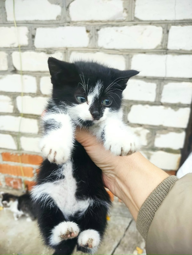 Котята ищут дом
89105423552 Алексей