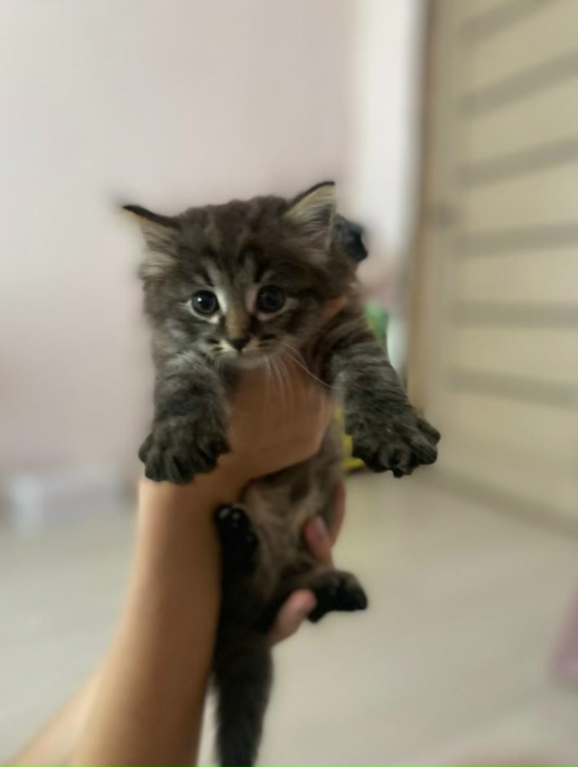 Отдадим котёнка в добрые руки, мальчик пушистый, игрив?...