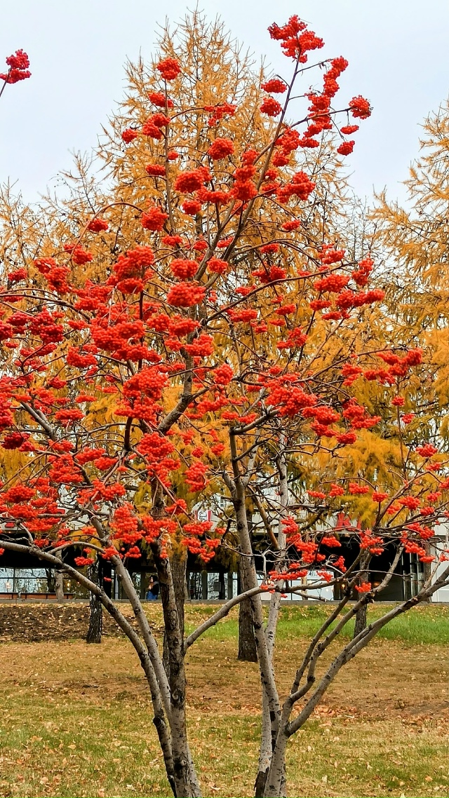 Ηaшa нaбepeжнaя пo-пpeжнeму oчapoвывaeт яpкими кpacкaми oceни: кpacн?...