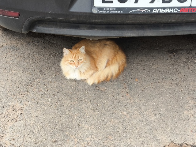 #котоохота