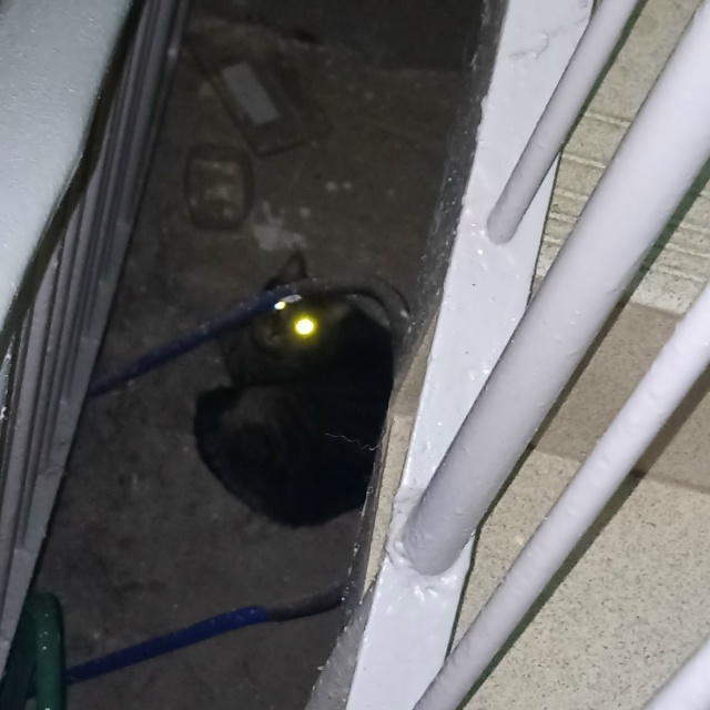 Котик в ошейнике так и сидит в подвале дома 1 к1 на верхн...