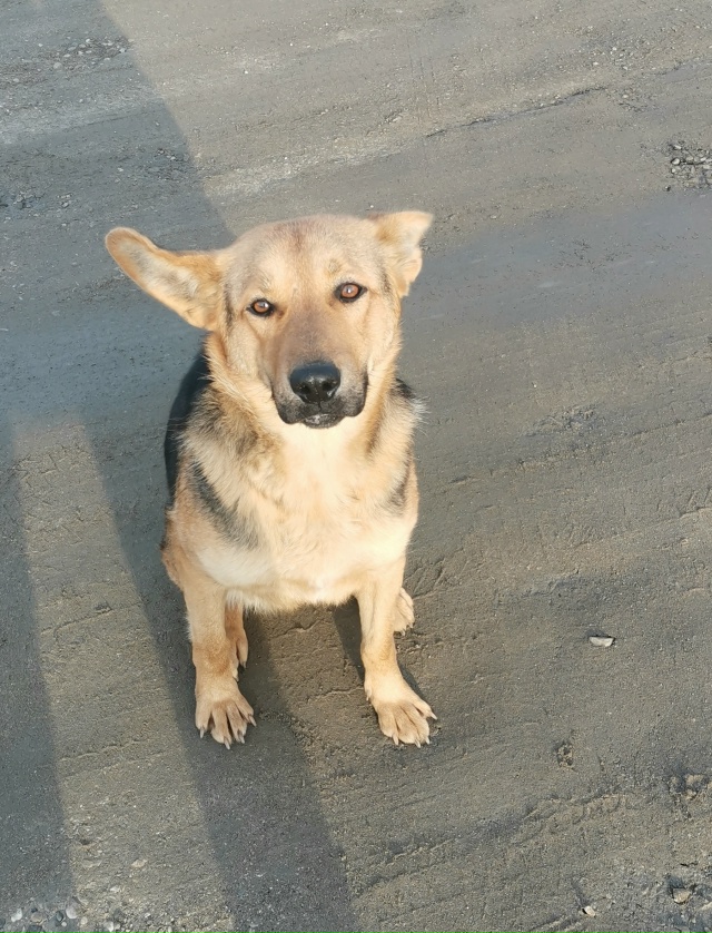 Чья красавица бегает возле военкомата? Лает на фейерве...