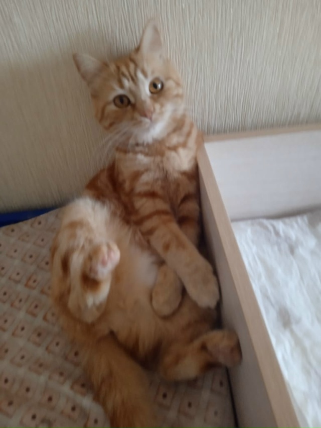 Потерялась кошка рыжая по адресу ул Ферина 24/3 отзывает...