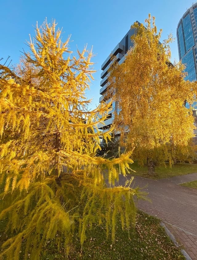 Осенние пейзажи 🍁