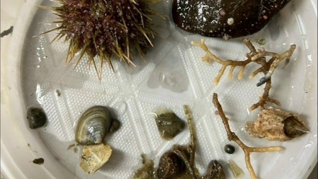 Рестораторы из Териберки допустили грубую ошибку в по?...