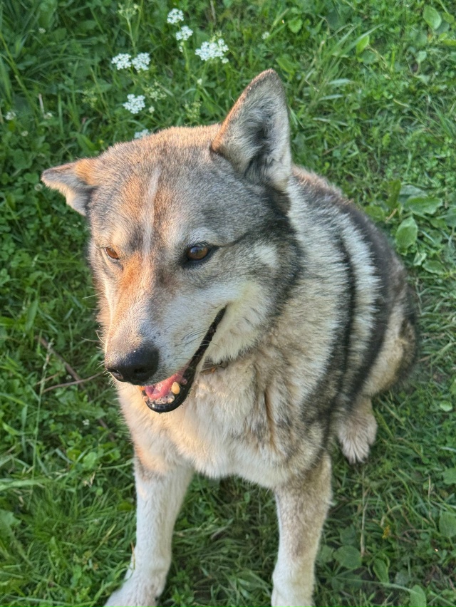 Дорогие переславцы, помогите, пожалуйста, найти нашу с?...
